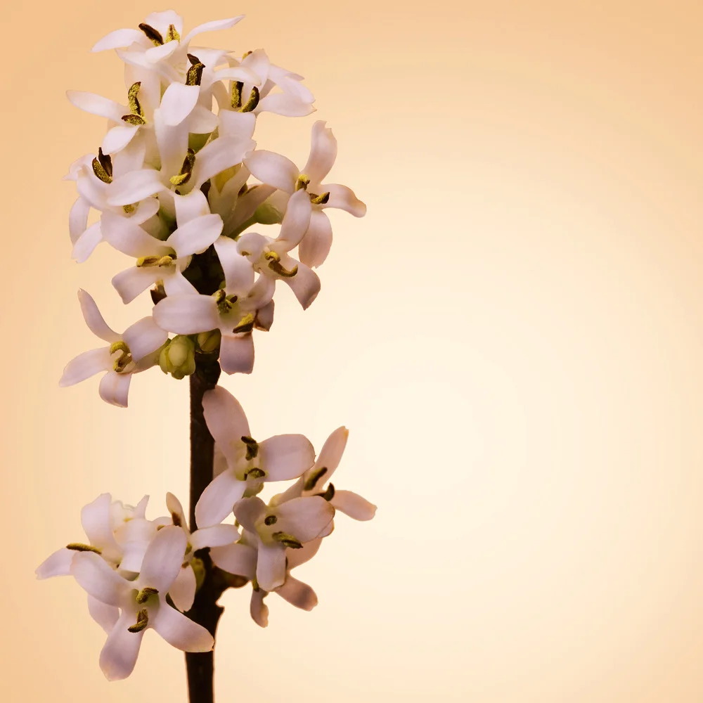 The Scent for Her Pure Accord, EdT v:8551655